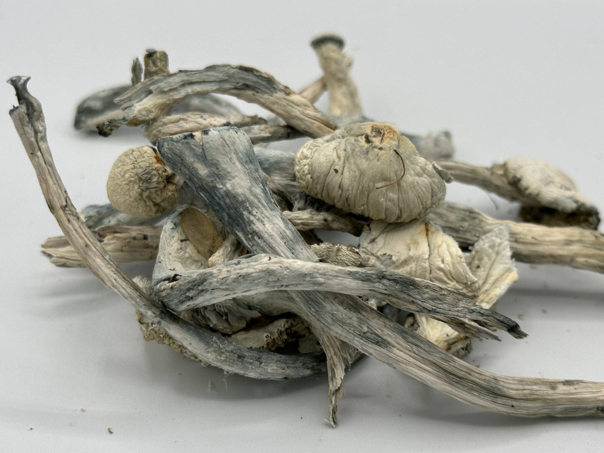 Psilocybin Mushrooms | ALBINO AVERY’S 28G – THC HERBALIST