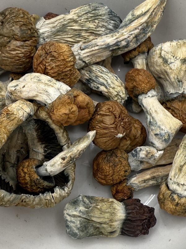 Psilocybin Mushrooms | Trinity 28G