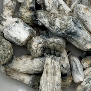 Psilocybin Mushrooms | ALBINO PENIS ENVY 28G