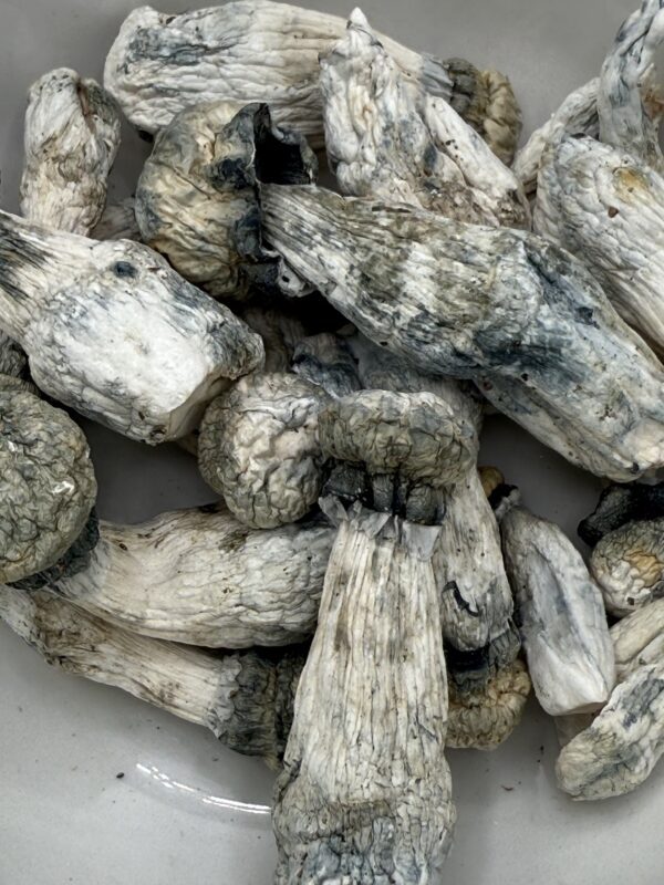 Psilocybin Mushrooms | ALBINO PENIS ENVY 28G