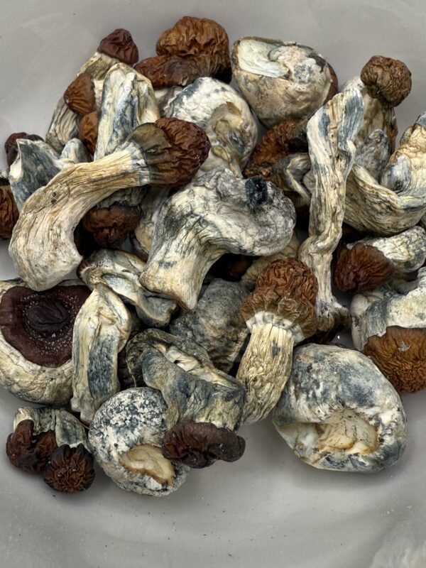 Psilocybin Mushrooms | DC MAC 28G