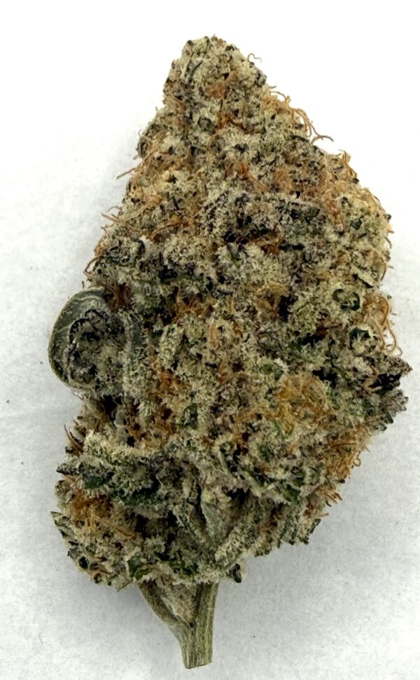 Champagne | Flower